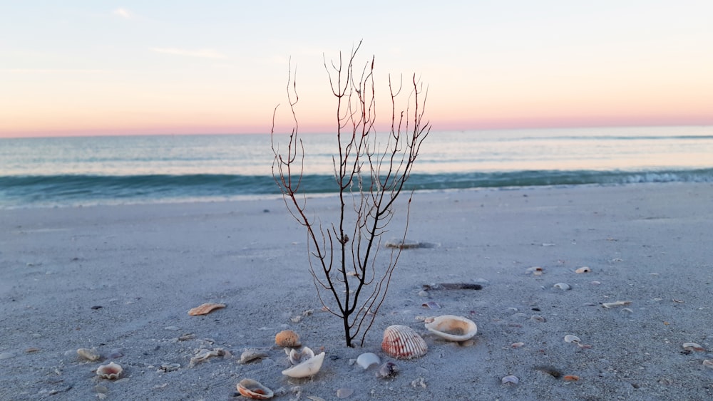 bare tree on beach shore during daytime