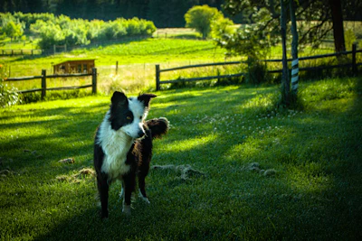 black and white border collie standing on green grass field during daytime