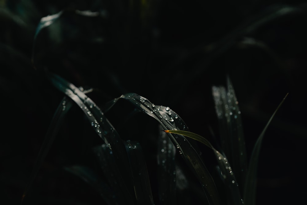 water droplets on green plant