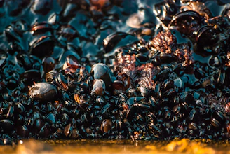 A dense cluster of black mussels with a glossy, wet surface reflecting light. Interspersed with small patches of dark red seaweed, creating a contrast with the shiny shells. The image captures a rich, organic texture and the natural arrangement of these sea creatures.