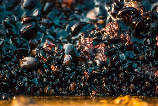 A dense cluster of black mussels with a glossy, wet surface reflecting light. Interspersed with small patches of dark red seaweed, creating a contrast with the shiny shells. The image captures a rich, organic texture and the natural arrangement of these sea creatures.