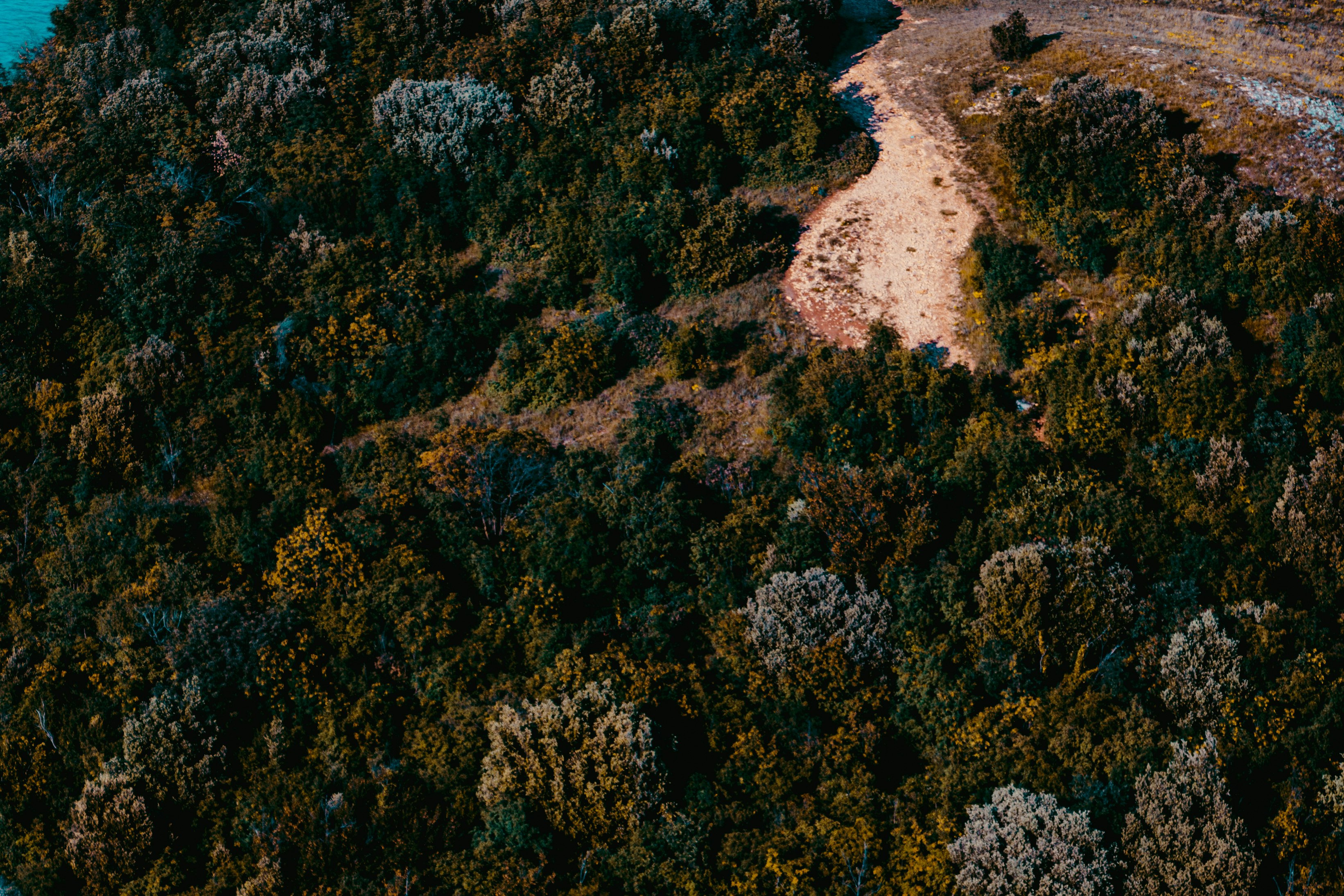 aerial view of green trees during daytime