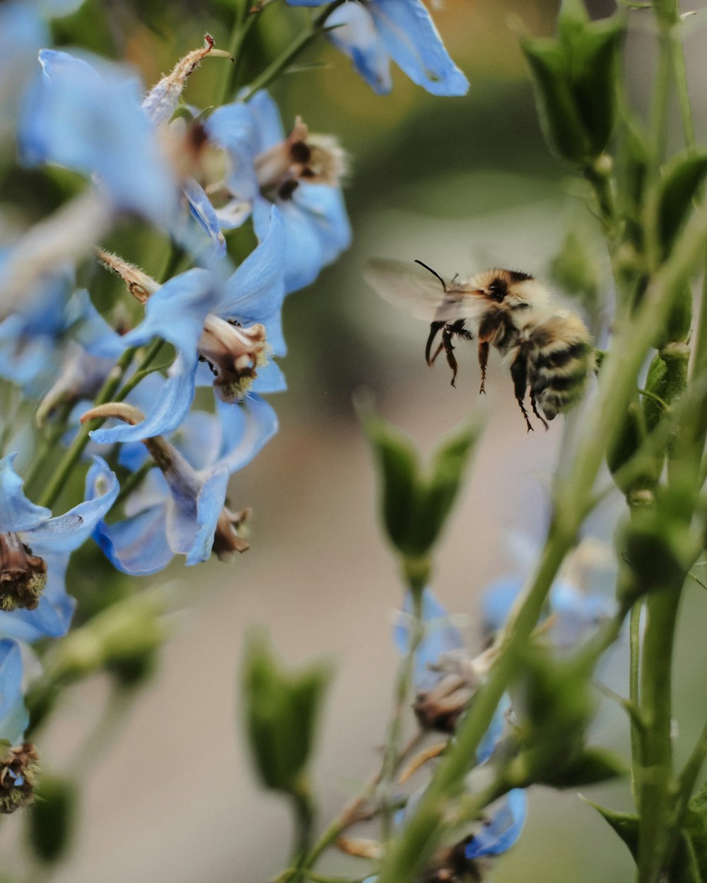 black and brown bee on blue flower