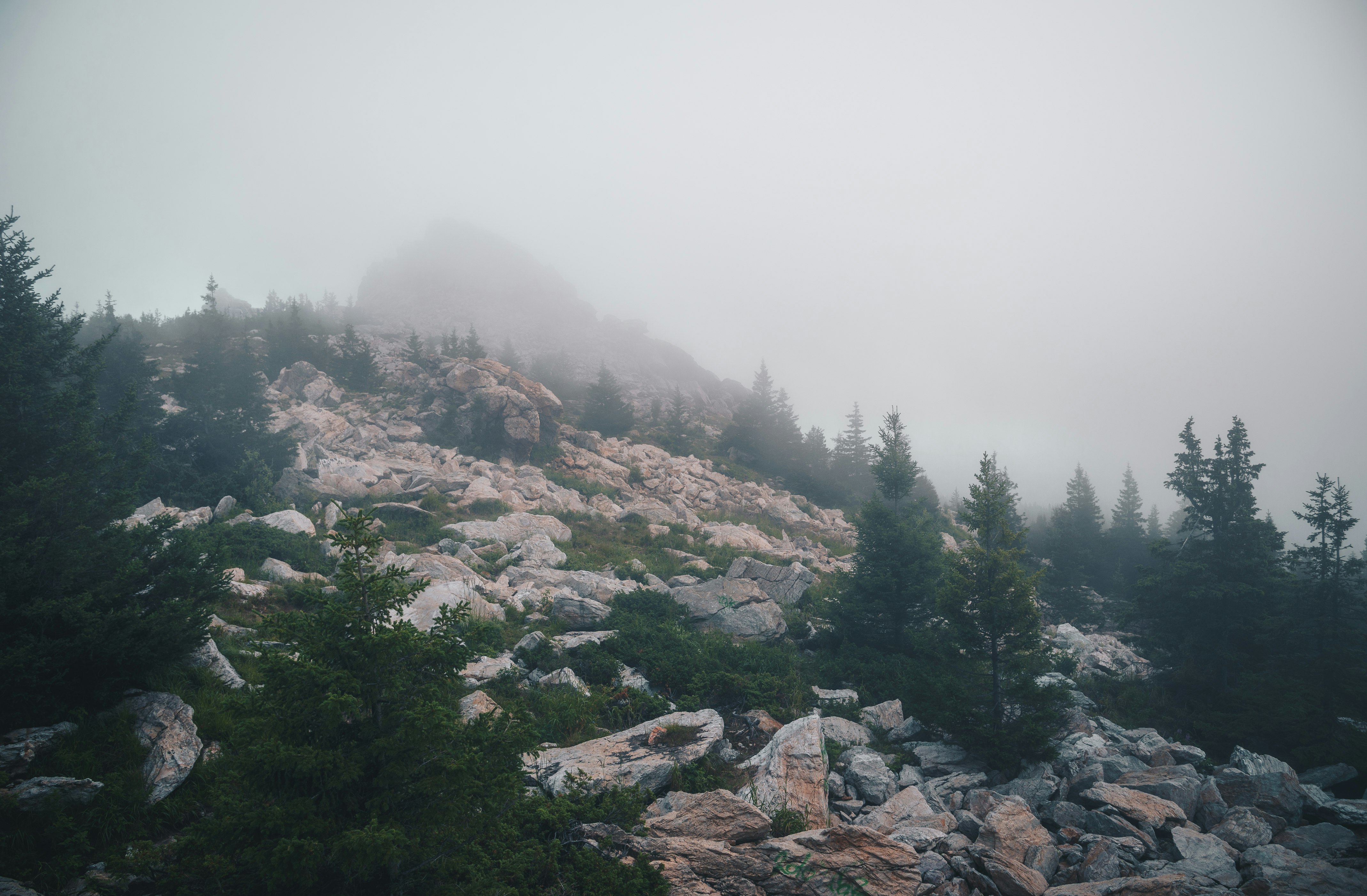 green trees on mountain during daytime