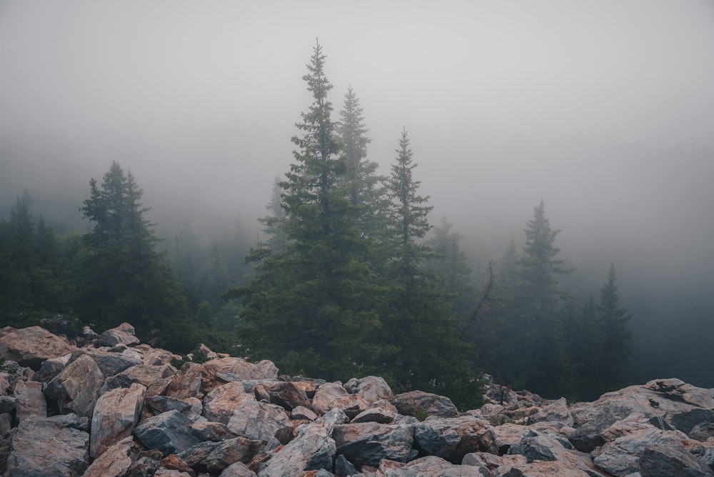 green pine trees on rocky ground