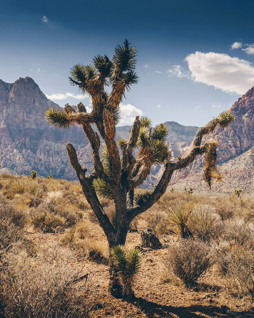 brown bare tree near mountain under blue sky during daytime