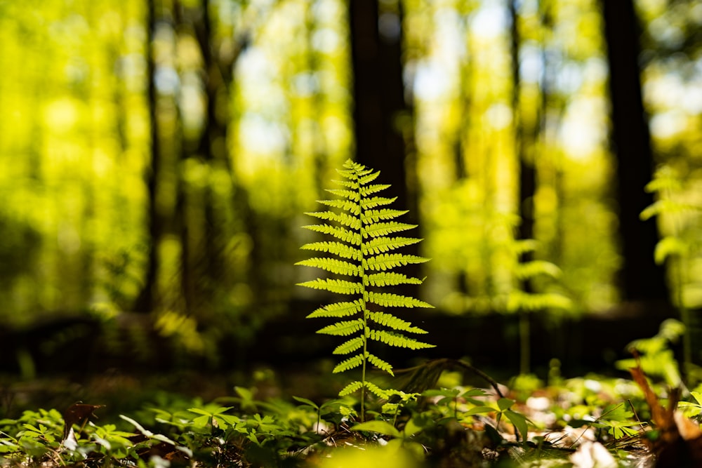 green fern plant in forest during daytime