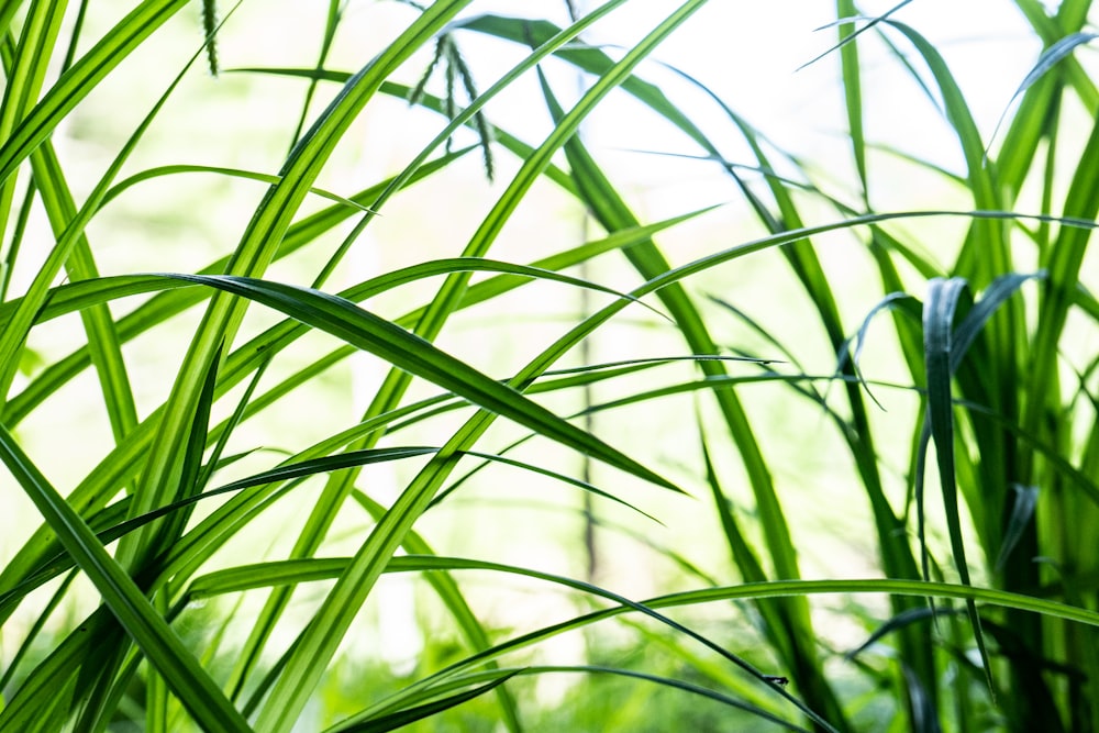 green grass in close up photography