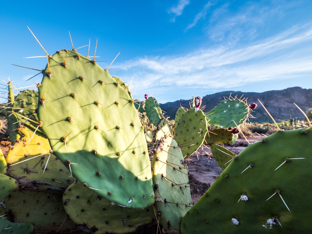 piante di cactus verdi sotto il cielo blu durante il giorno