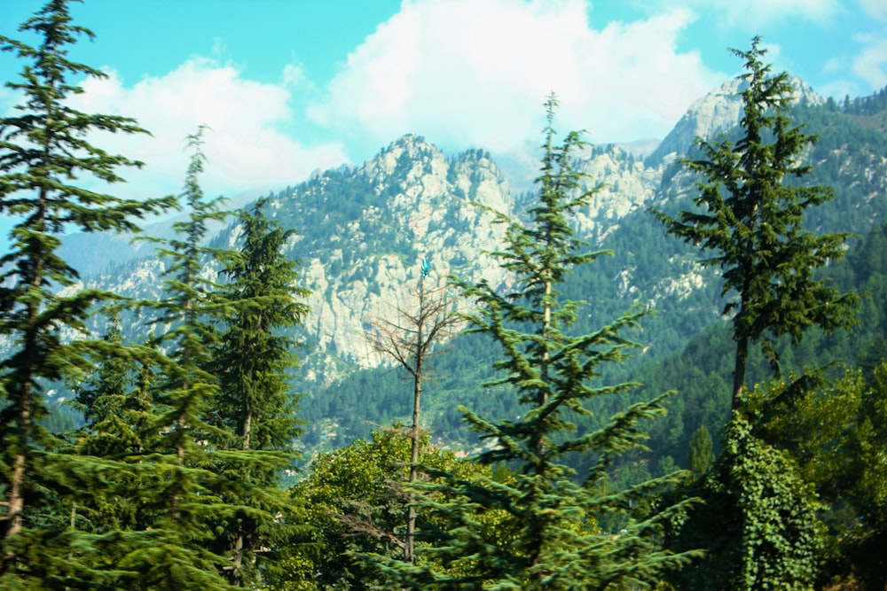green trees near mountain under blue sky during daytime