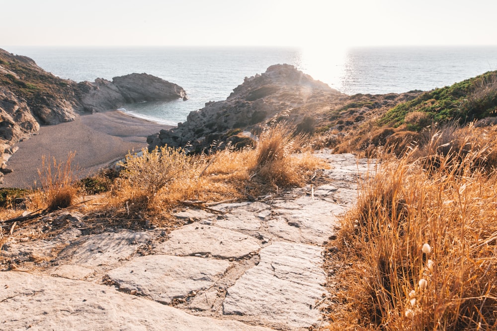 brown grass on rocky shore during daytime