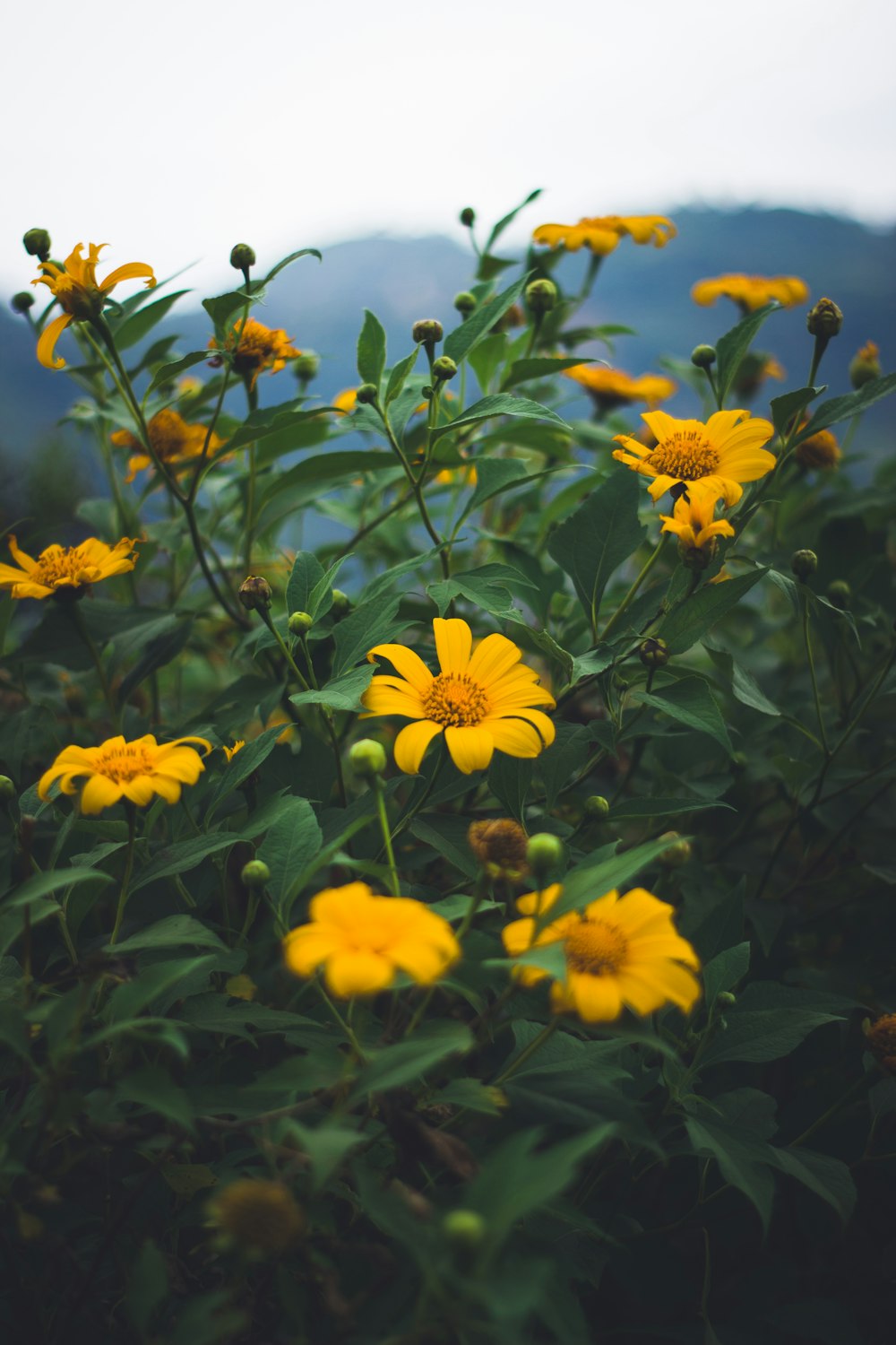 yellow flowers with green leaves during daytime