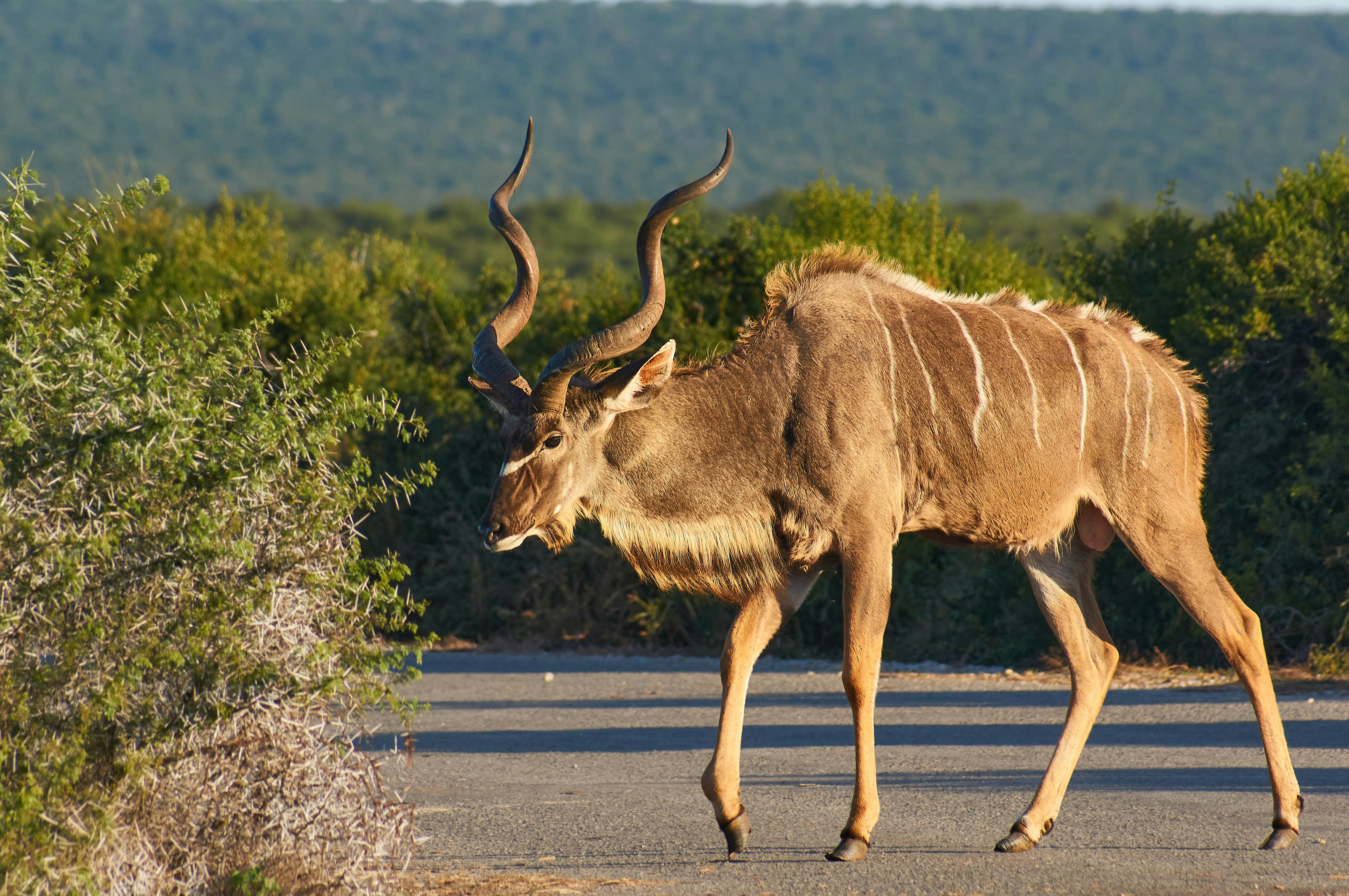 Photo by wolfgang_hasselmann