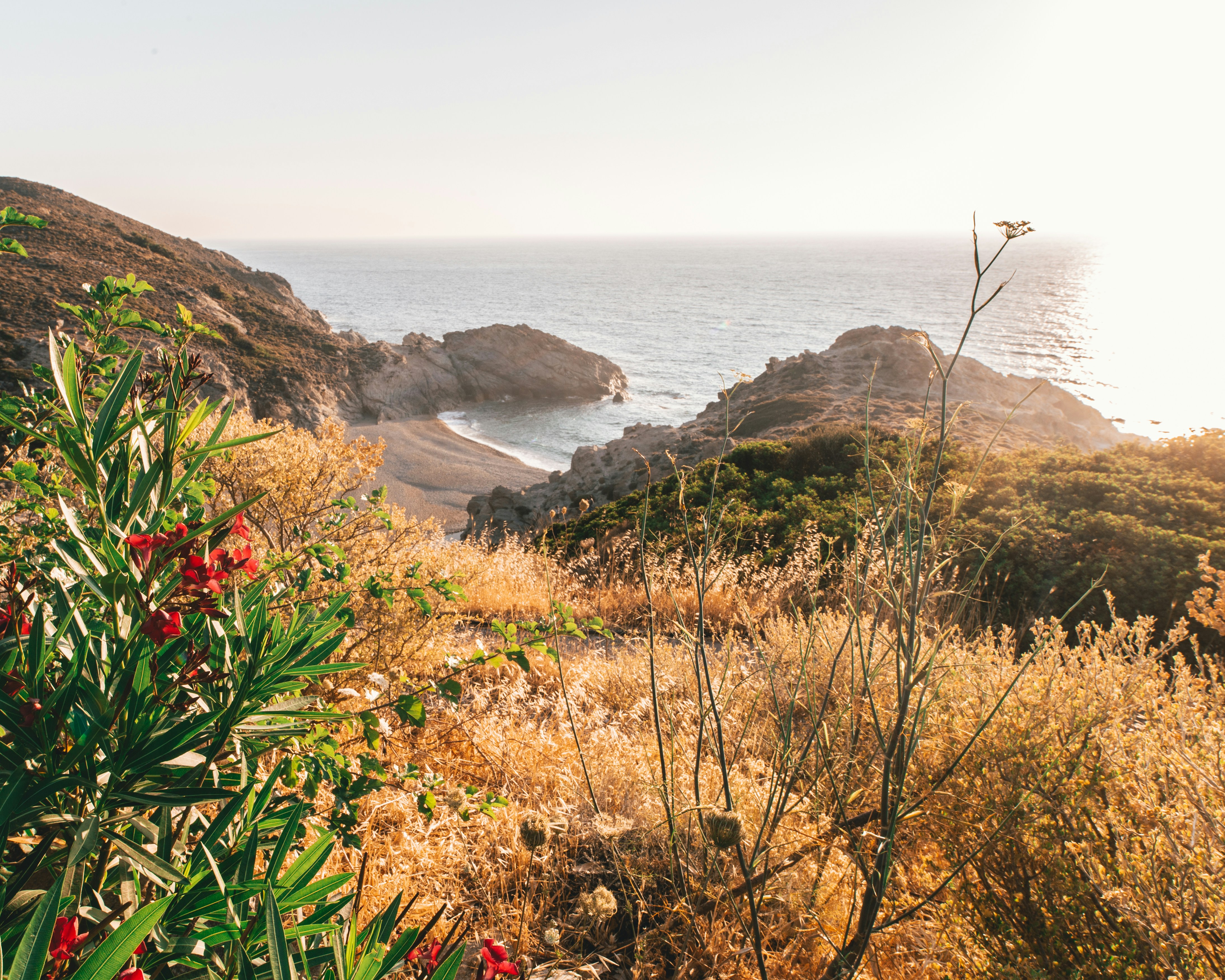 red flowers on brown mountain near body of water during daytime