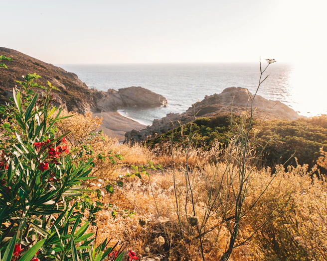 red flowers on brown mountain near body of water during daytime