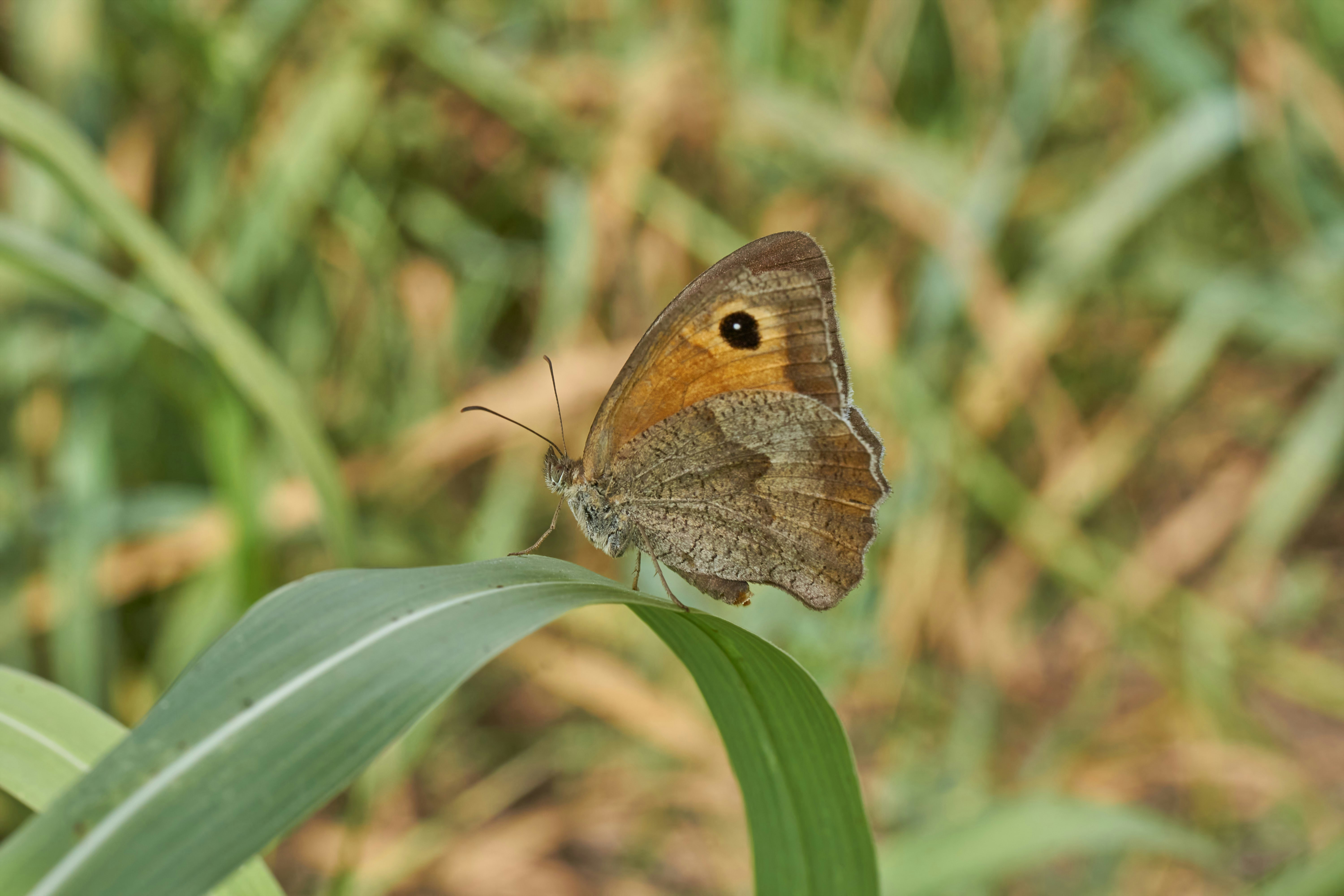 Photo by wolfgang_hasselmann