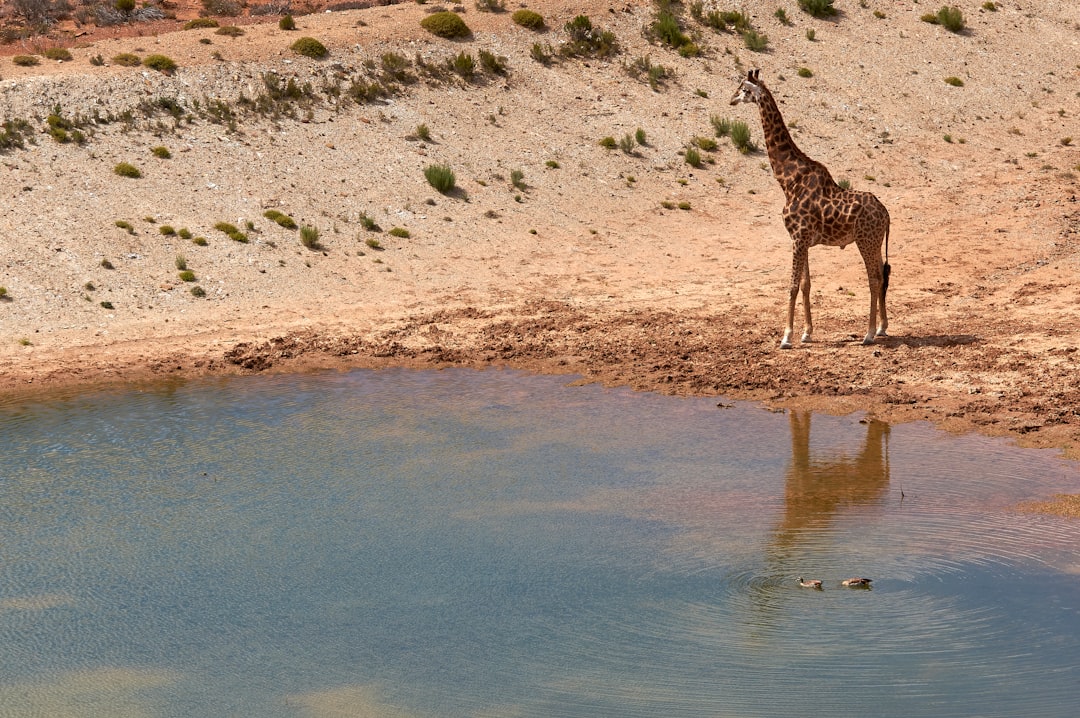 giraffe standing on water during daytime