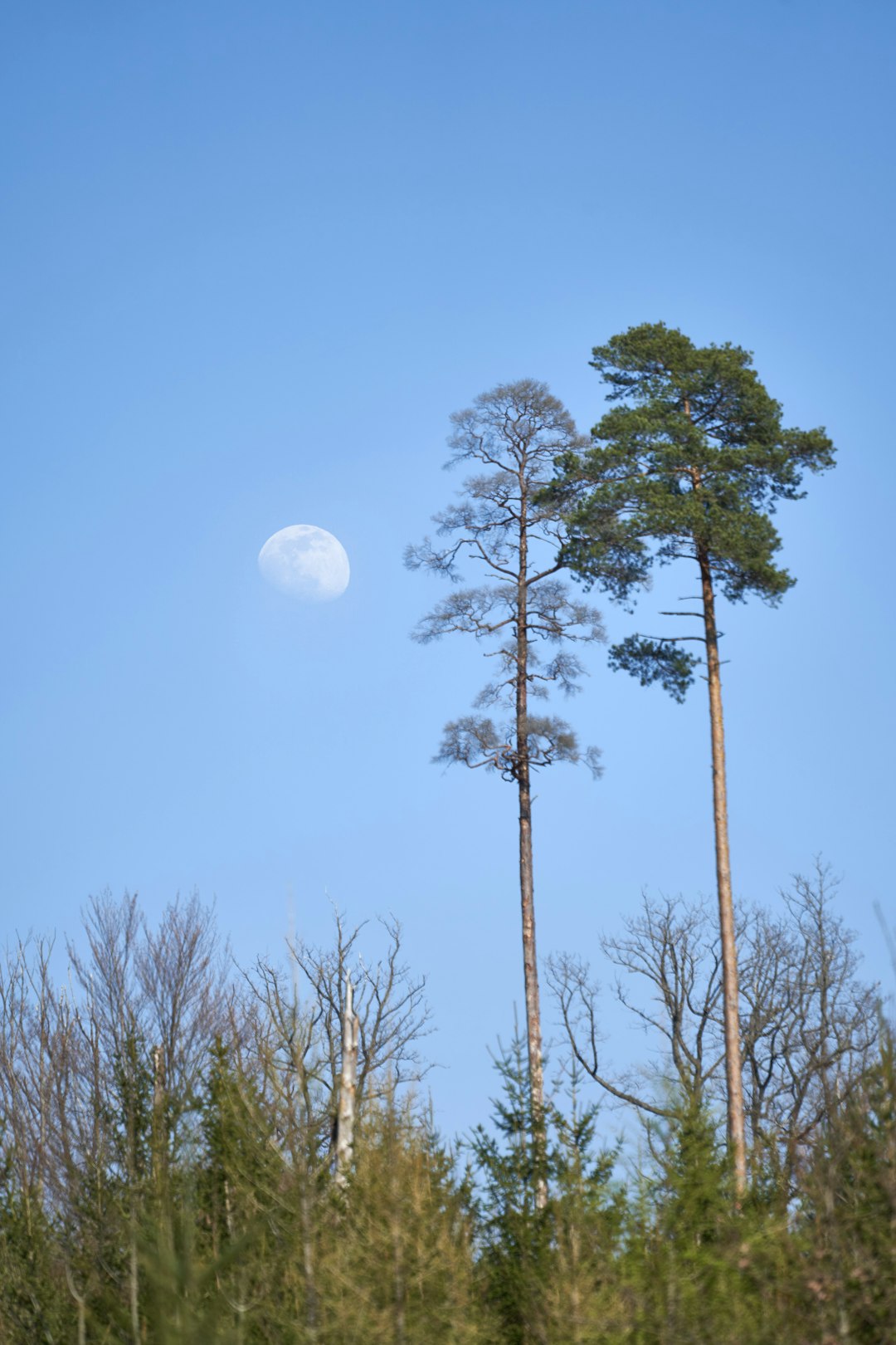 green tree under blue sky during daytime