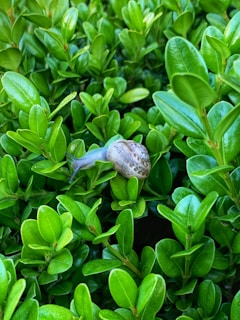 A small snail with a brown shell is crawling on vibrant green leaves. The leaves are fresh, broad, and glossy, forming a lush background.