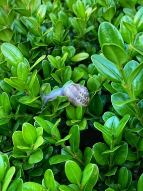 A small snail with a brown shell is crawling on vibrant green leaves. The leaves are fresh, broad, and glossy, forming a lush background.