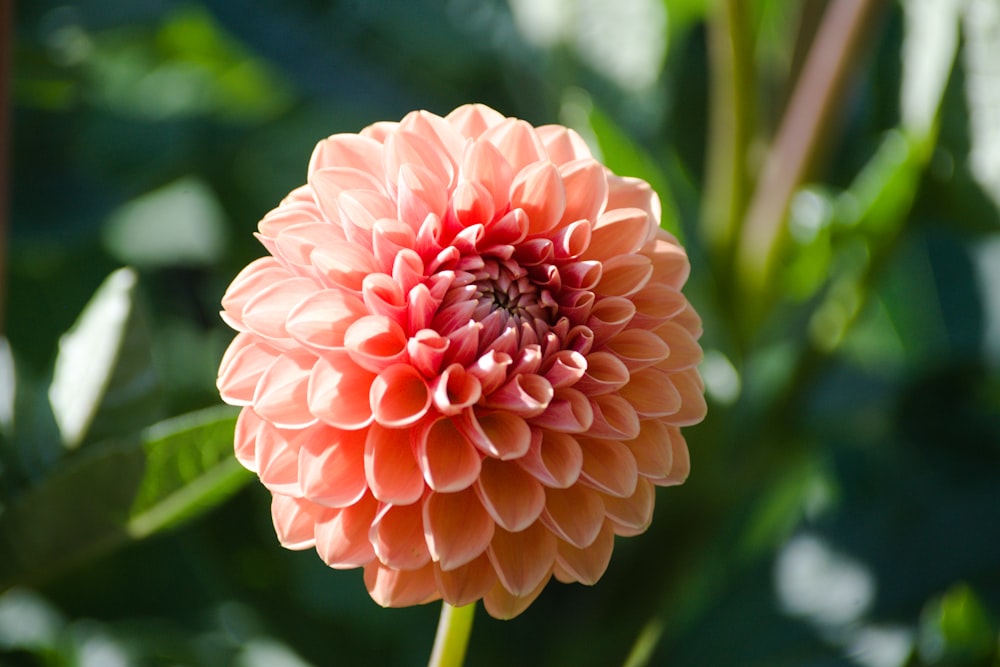 pink flower in macro shot