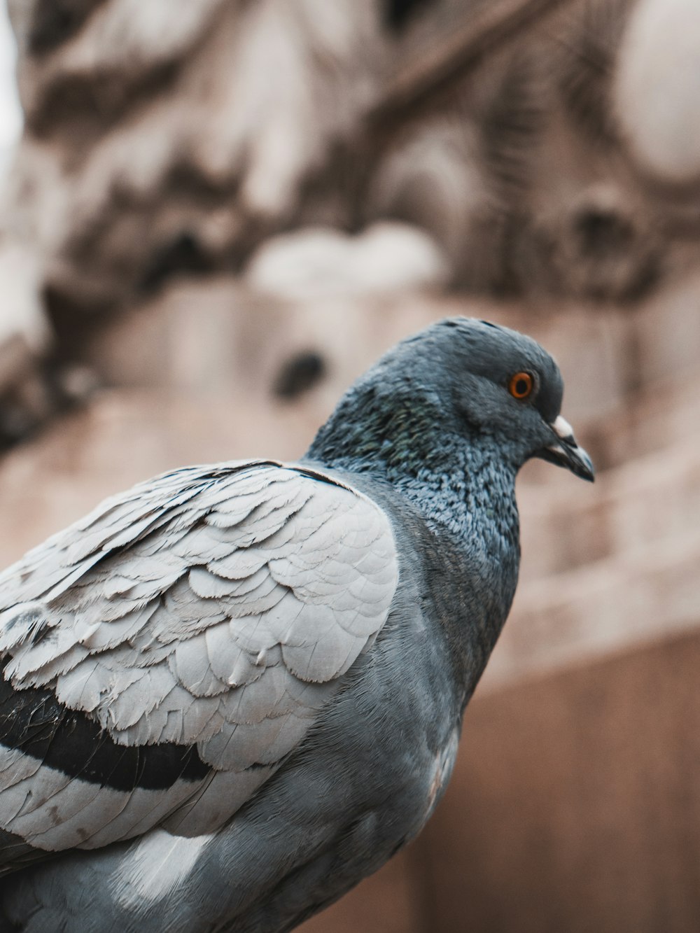 gray and black bird in close up photography