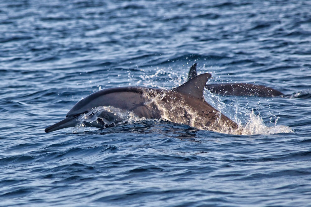 black whale on blue water during daytime