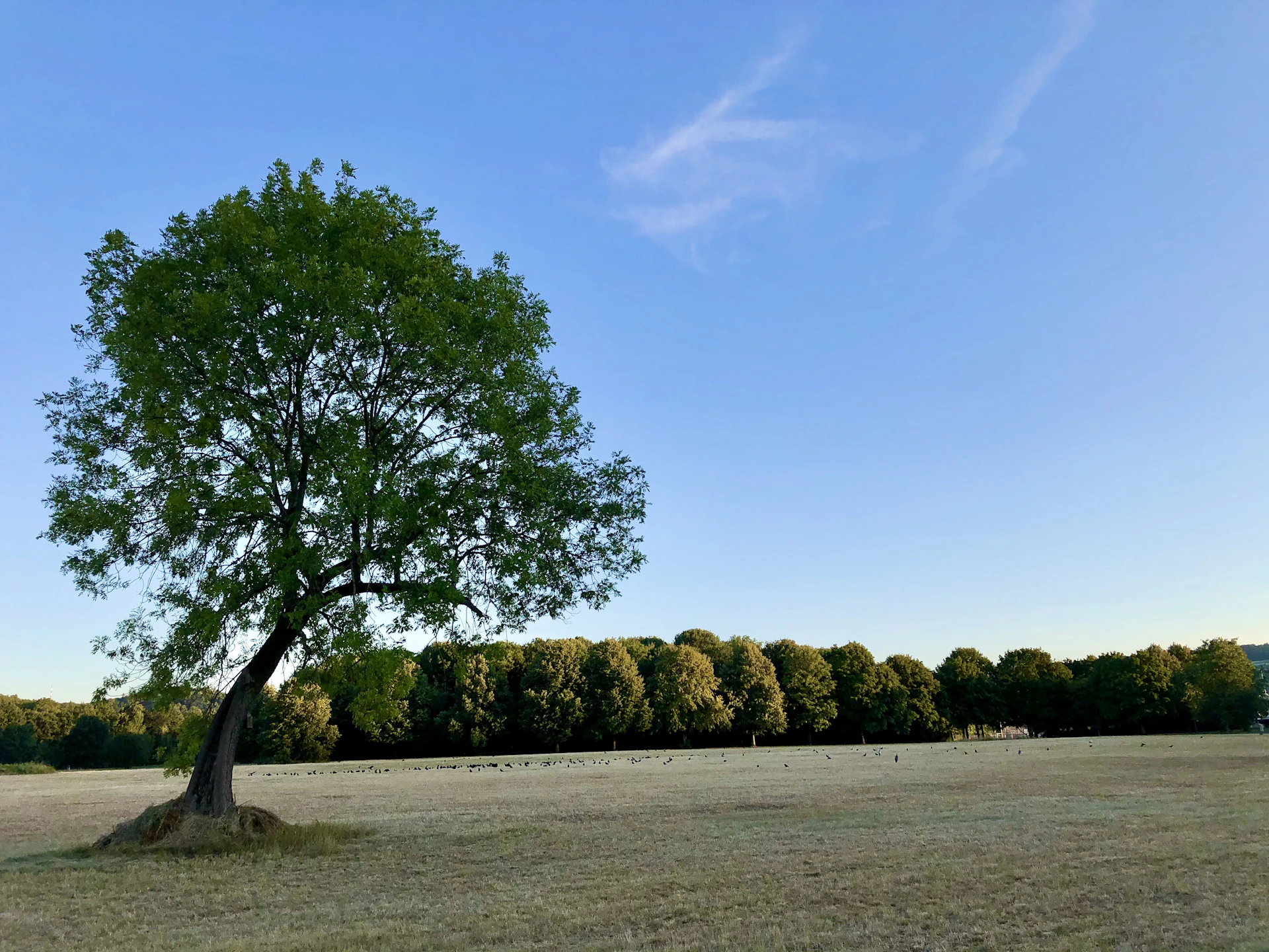 green trees on green grass field under blue sky during daytime