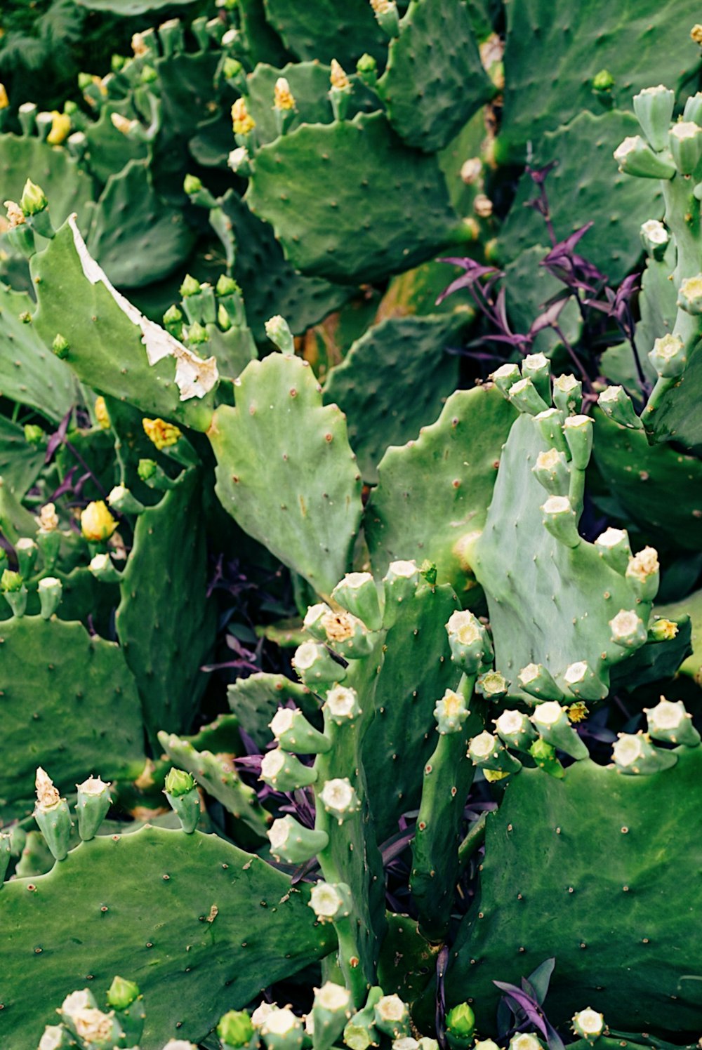 green and purple plant with water droplets