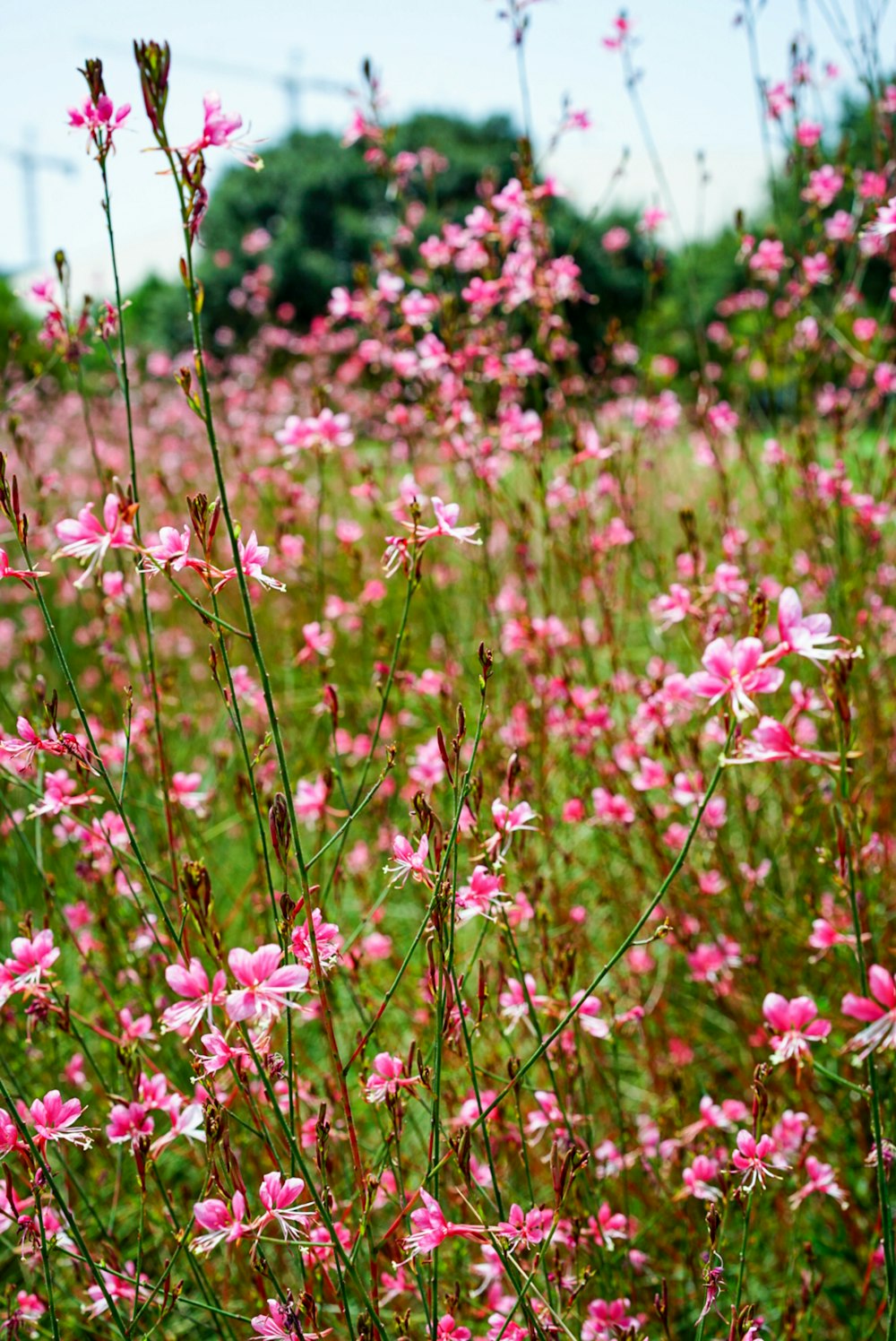 pink flowers with green leaves