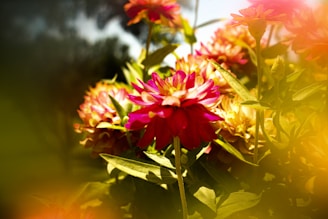 Lush Kenyan flower farm showcasing sustainable growing methods under soft sunlight.