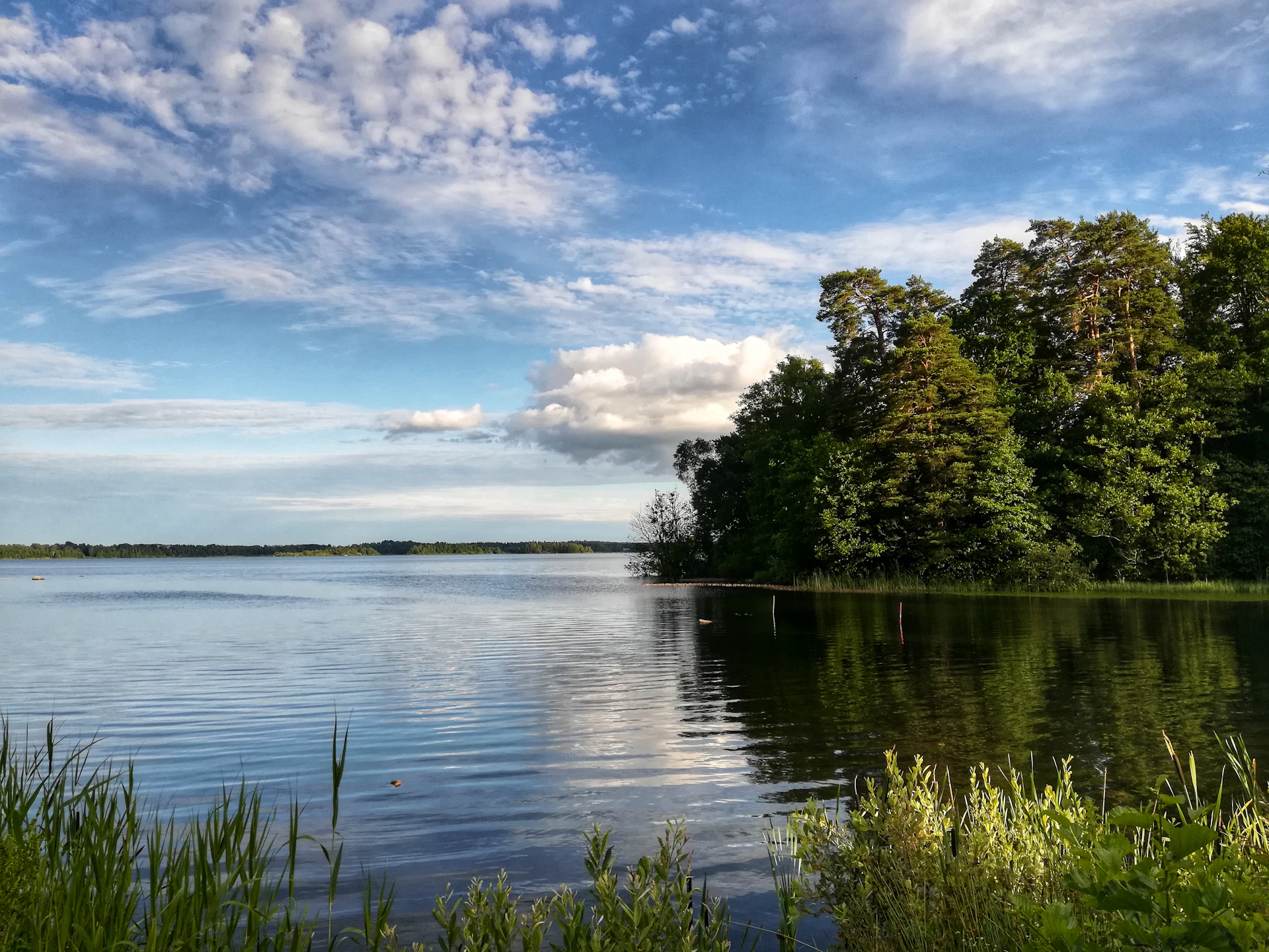 green trees beside body of water under blue sky and white clouds during daytime