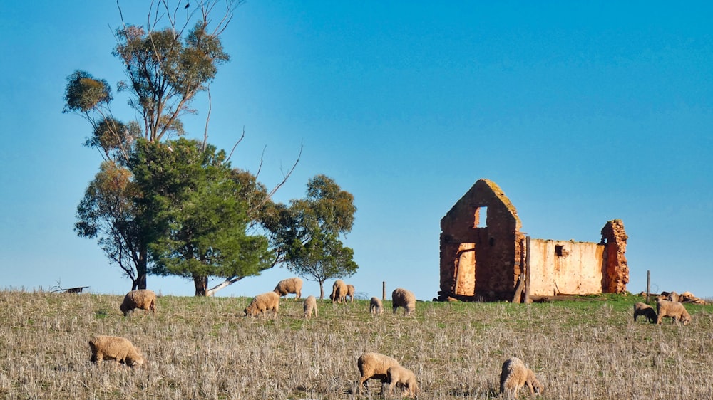 Rebaño de ovejas en el campo de hierba cerca de la casa de madera marrón durante el día