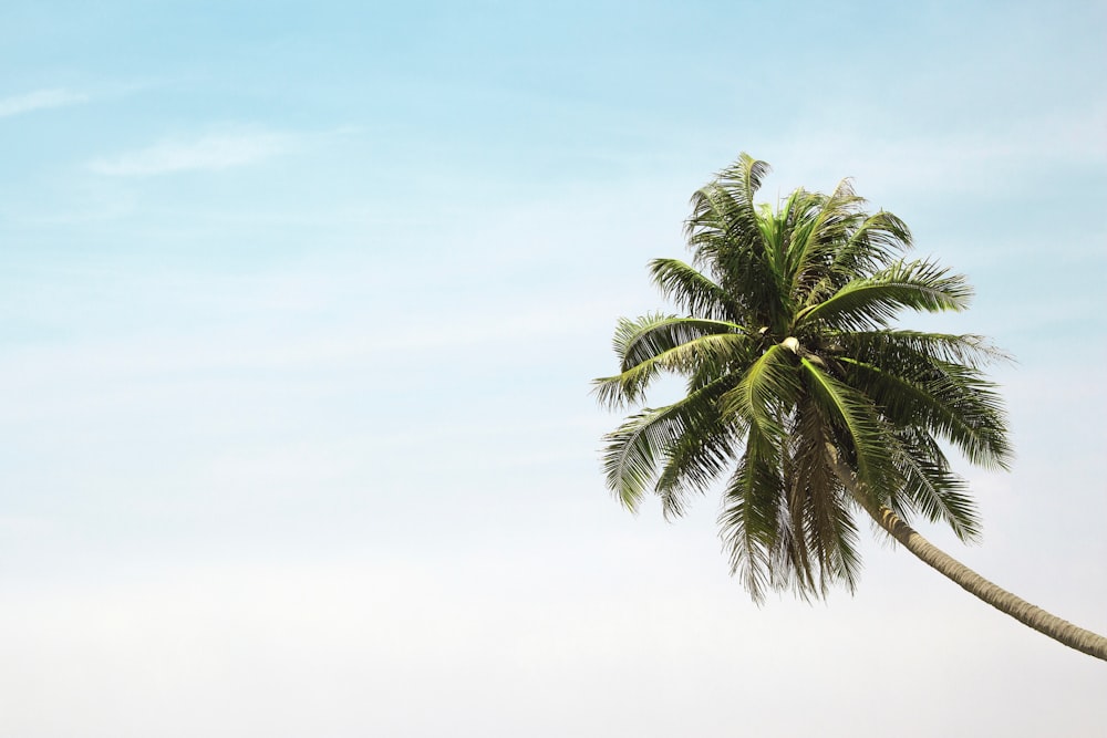 green palm tree under blue sky during daytime