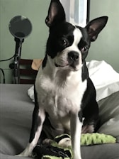 A black and white Boston Terrier sits on a bed, looking alert and curious. The background includes a microphone stand and some pillows, suggesting a casual indoor setting.