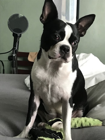A black and white Boston Terrier sits on a bed, looking alert and curious. The background includes a microphone stand and some pillows, suggesting a casual indoor setting.