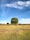 green grass field under blue sky during daytime