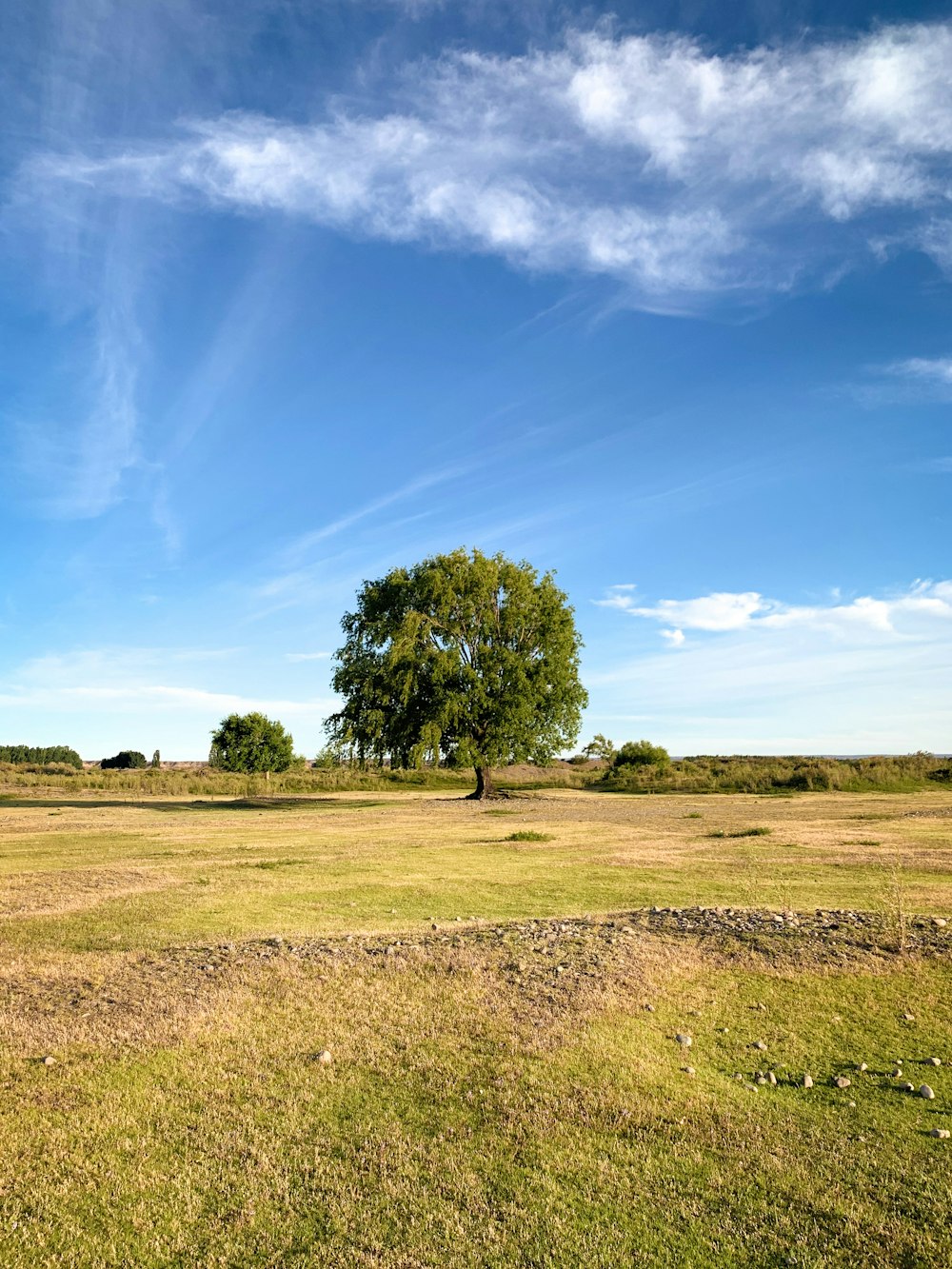 campo di erba verde sotto il cielo blu durante il giorno