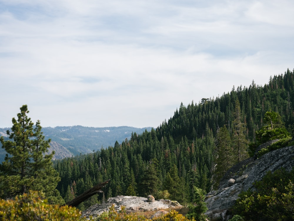 green pine trees on mountain under white cloudy sky during daytime