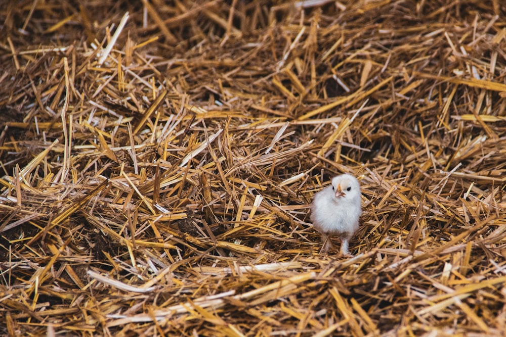 white chick on brown dried grass
