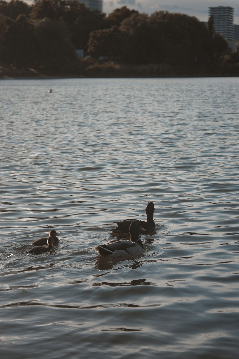 Tres patos blancos y negros en el agua durante el día