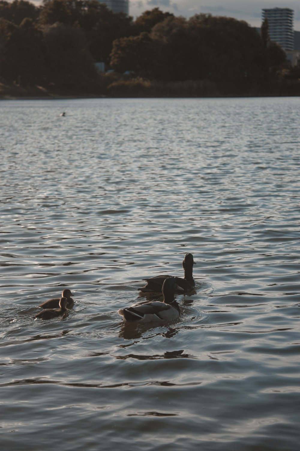 three black and white duck on water during daytime