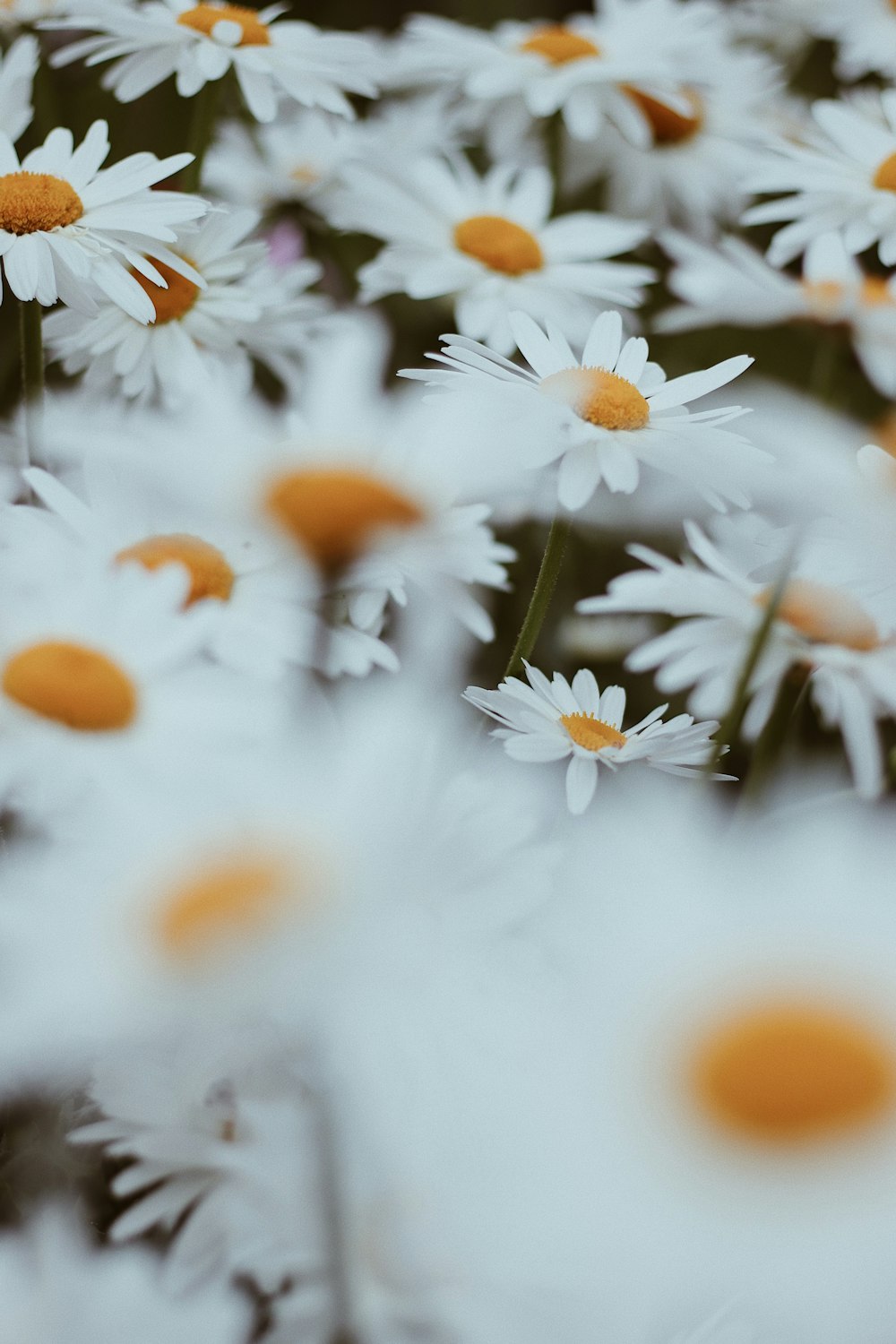 white and yellow daisy flowers