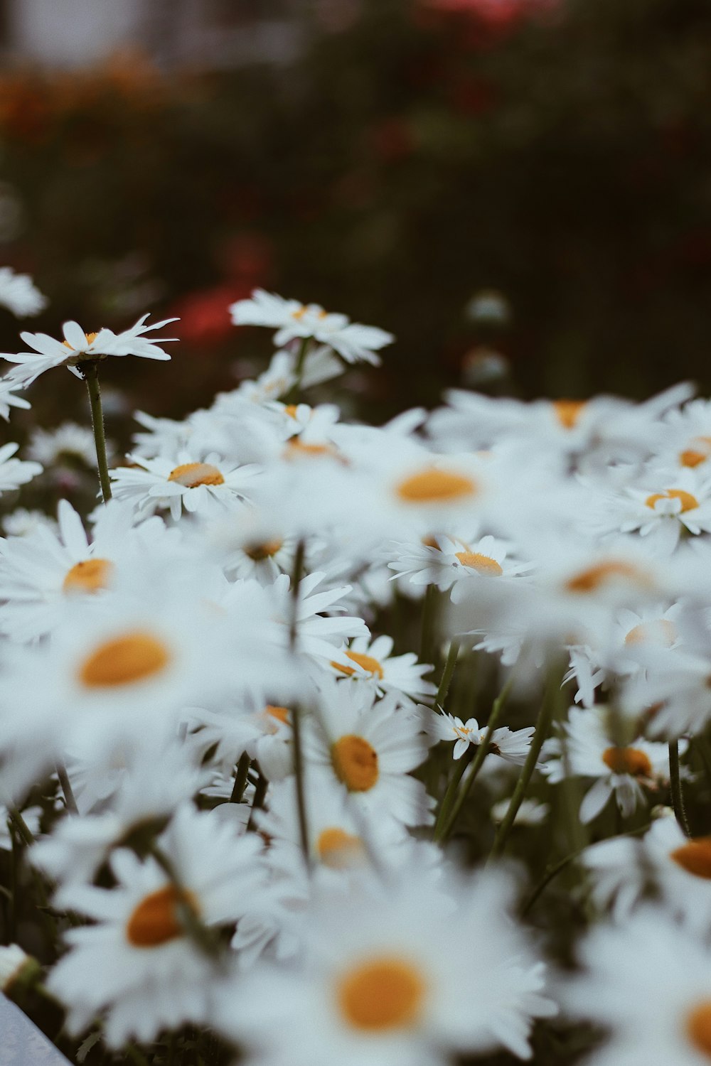 white and orange flowers in tilt shift lens