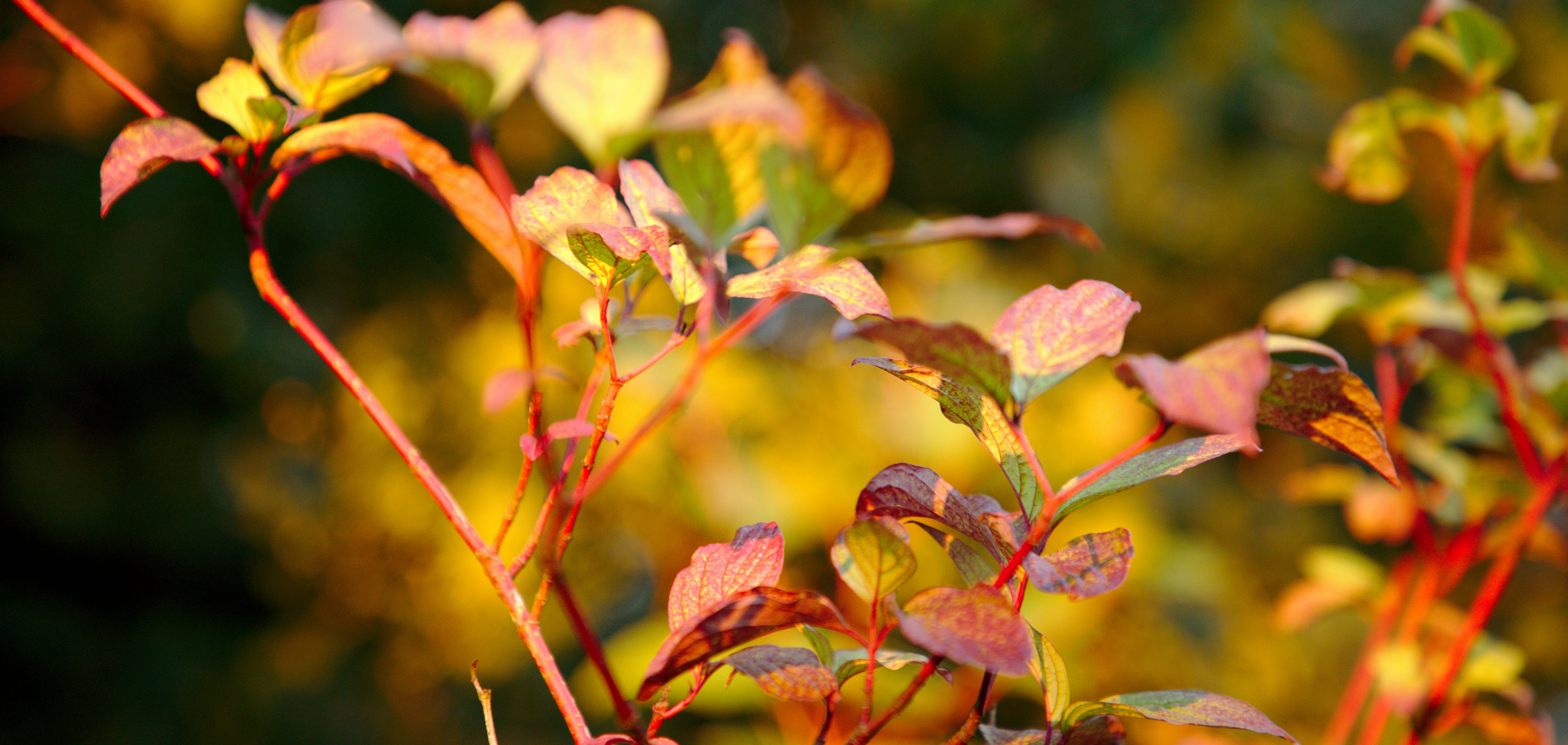 Photo by otters_anna