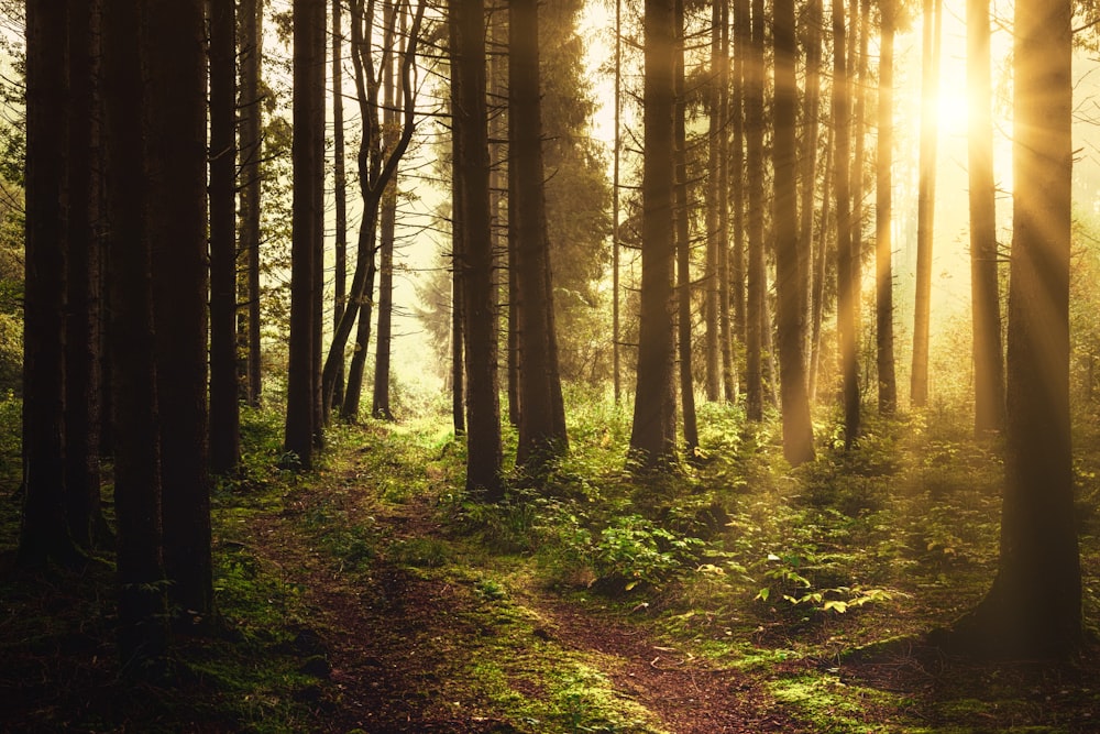 brown trees on forest during daytime