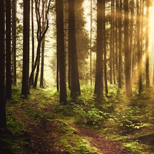 brown trees on forest during daytime