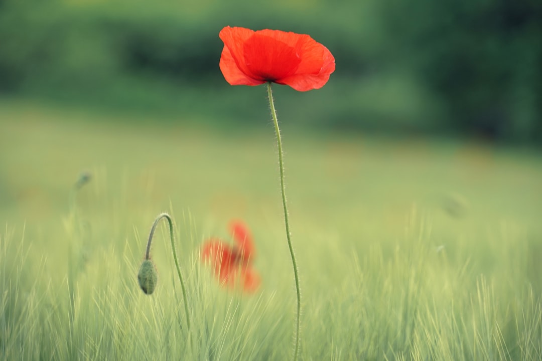 red poppy in bloom during daytime