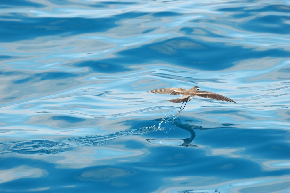 brown bird flying over the water