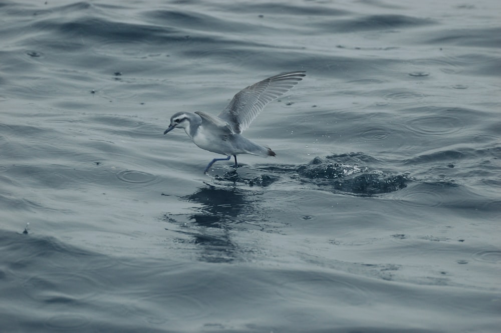 white and black bird flying over the sea during daytime